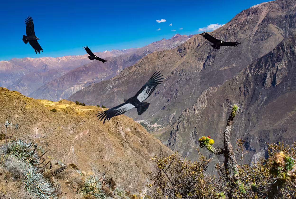 Vista del Cañón del Colca desde el mirador Cruz del Cóndor