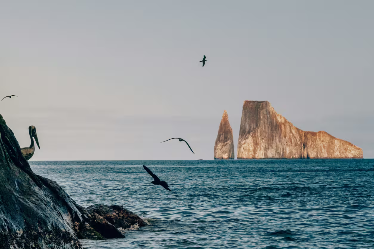 Tortuga gigante entre la vegetación de las tierras altas de la isla Santa Cruz, en Galápagos.